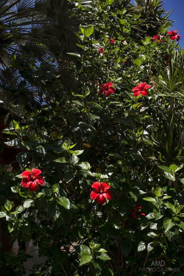 Los Flamingos Bed & Breakfast La Maddalena  ภายนอก รูปภาพ